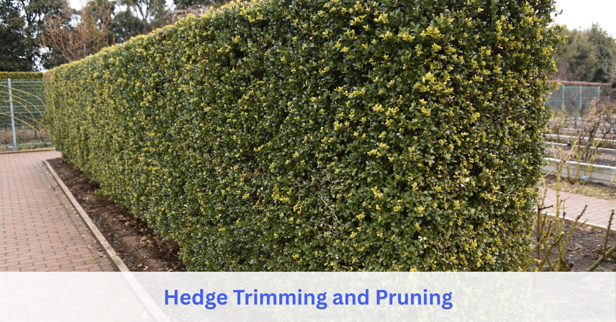 Hedge Trimming and Pruning service