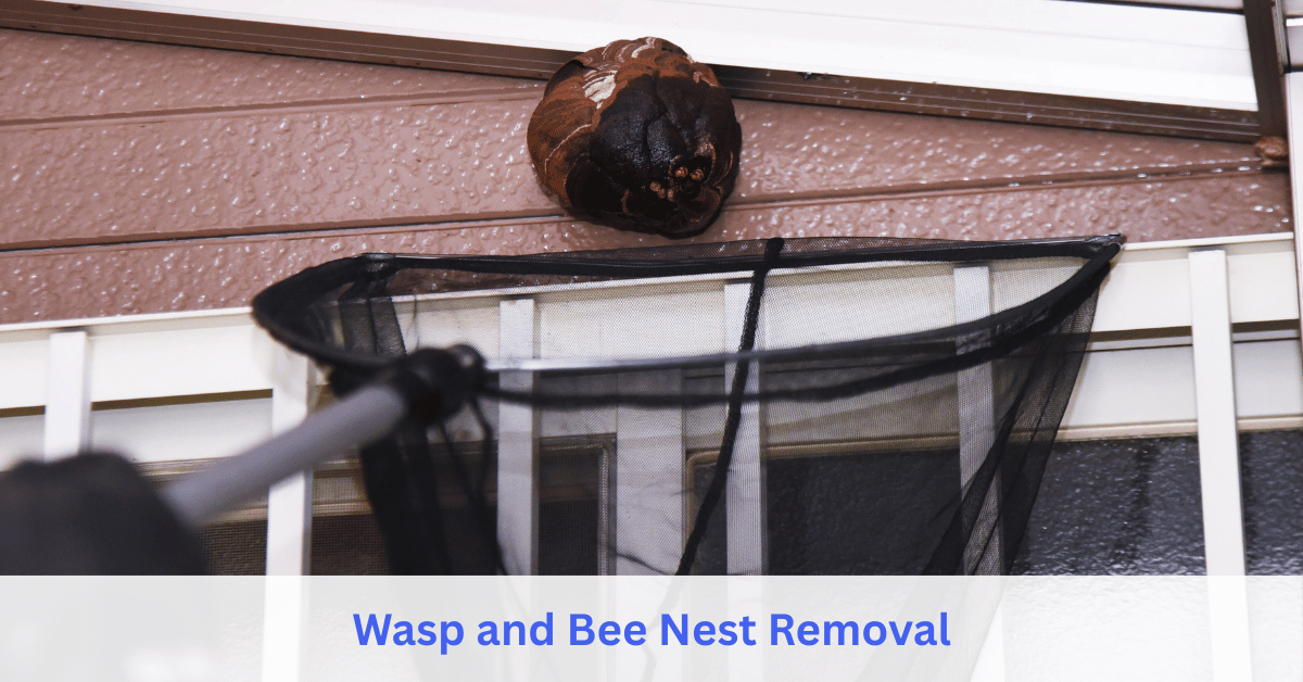 Wasp and Bee Nest Removal service
